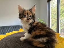 Purebred Registered Maine Coon kittens