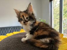Purebred Registered Maine Coon kittens - Photo 2