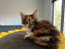 Purebred Registered Maine Coon kittens - Photo 3