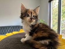 Purebred Registered Maine Coon kittens - Photo 4