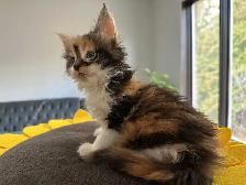 Purebred Registered Maine Coon kittens - Photo 5