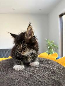 Purebred Registered Maine Coon kittens - Photo 6