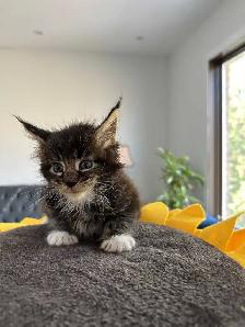 Purebred Registered Maine Coon kittens - Photo 7