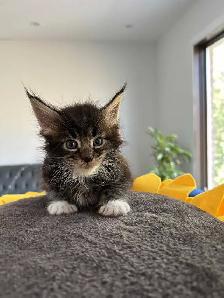 Purebred Registered Maine Coon kittens - Photo 8