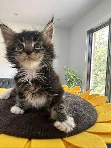 Purebred Registered Maine Coon kittens - Photo 9