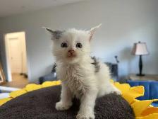 Purebred Registered Maine Coon kittens - Photo 10
