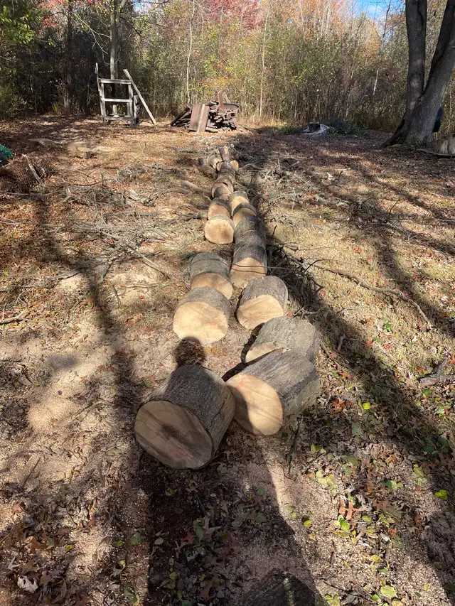 oak fire wood