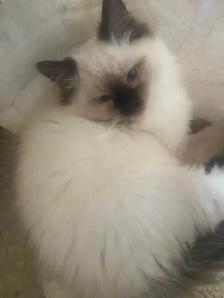 GORGEOUS BABY BICOLOR WHITEMITTTED RAGDOLLS AVAILABLE!! - Photo 2