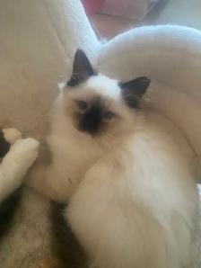 GORGEOUS BABY BICOLOR WHITEMITTTED RAGDOLLS AVAILABLE!! - Photo 3