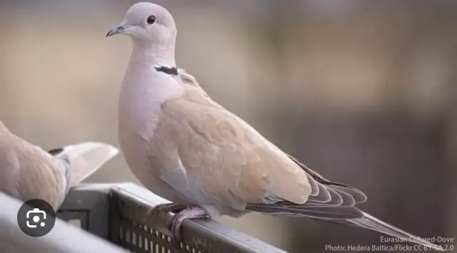 Doves and Pigeons for Sale! $30 per pair