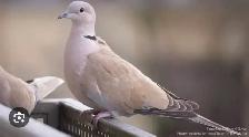 Doves and Pigeons for Sale! $30 per pair