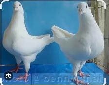 Doves and Pigeons for Sale! $30 per pair - Photo 2