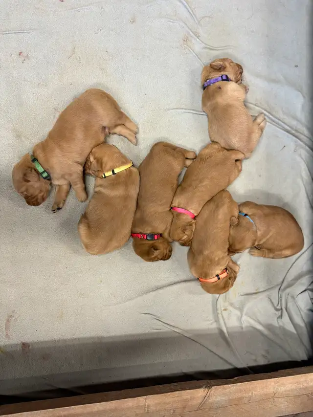 golden retriever