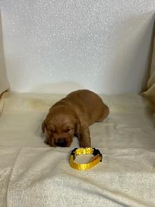 golden retriever - Photo 2