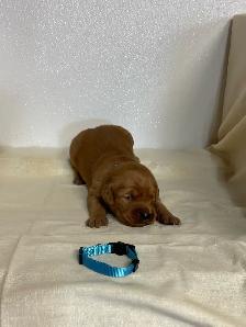 golden retriever - Photo 4