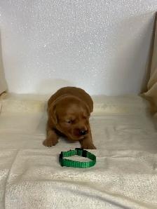 golden retriever - Photo 5