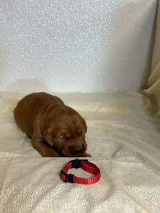 golden retriever - Photo 6