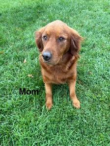 golden retriever - Photo 7