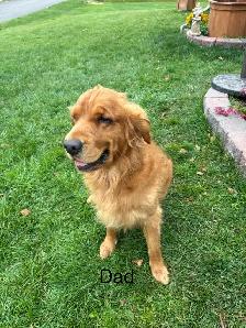 golden retriever - Photo 8