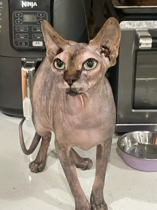 pair of Sphynx cats
