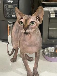 pair of Sphynx cats