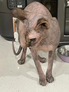 pair of Sphynx cats - Photo 2