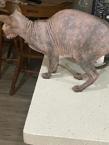 pair of Sphynx cats - Photo 3