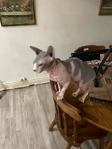 pair of Sphynx cats - Photo 4
