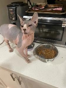 pair of Sphynx cats - Photo 5