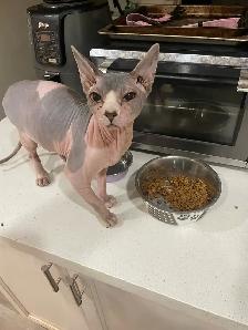 pair of Sphynx cats - Photo 6