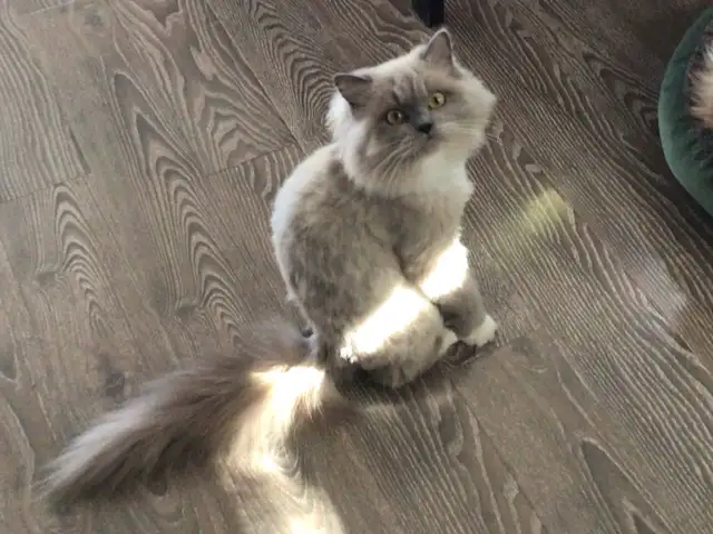 Ragdoll female