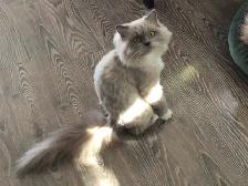 Ragdoll female
