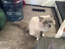 Ragdoll female - Photo 2