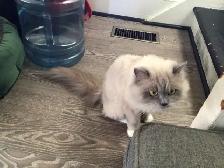 Ragdoll female - Photo 3