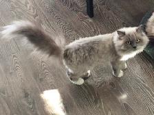 Ragdoll female - Photo 4
