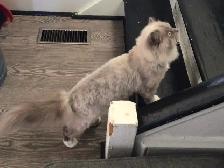 Ragdoll female - Photo 5