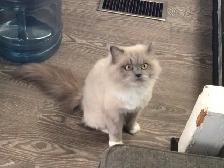 Ragdoll female - Photo 6