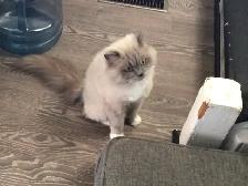Ragdoll female - Photo 7