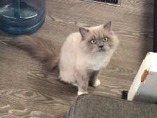 Ragdoll female - Photo 8