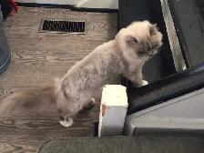 Ragdoll female - Photo 9