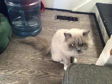 Ragdoll female - Photo 10