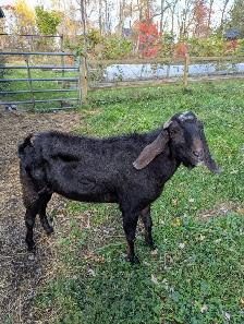 Pure Nubian Buck