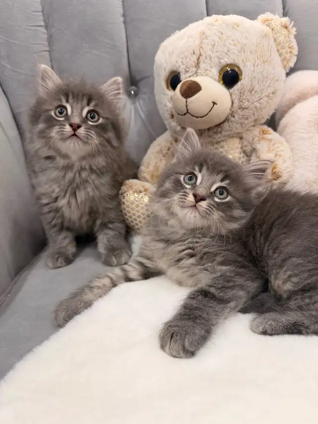 •❤️Siberian Kittens ❤️•(647) 362-8118