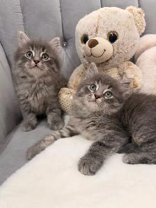 •❤️Siberian Kittens ❤️•(647) 362-8118
