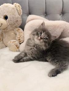 •❤️Siberian Kittens ❤️•(647) 362-8118 - Photo 2