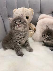 •❤️Siberian Kittens ❤️•(647) 362-8118 - Photo 3