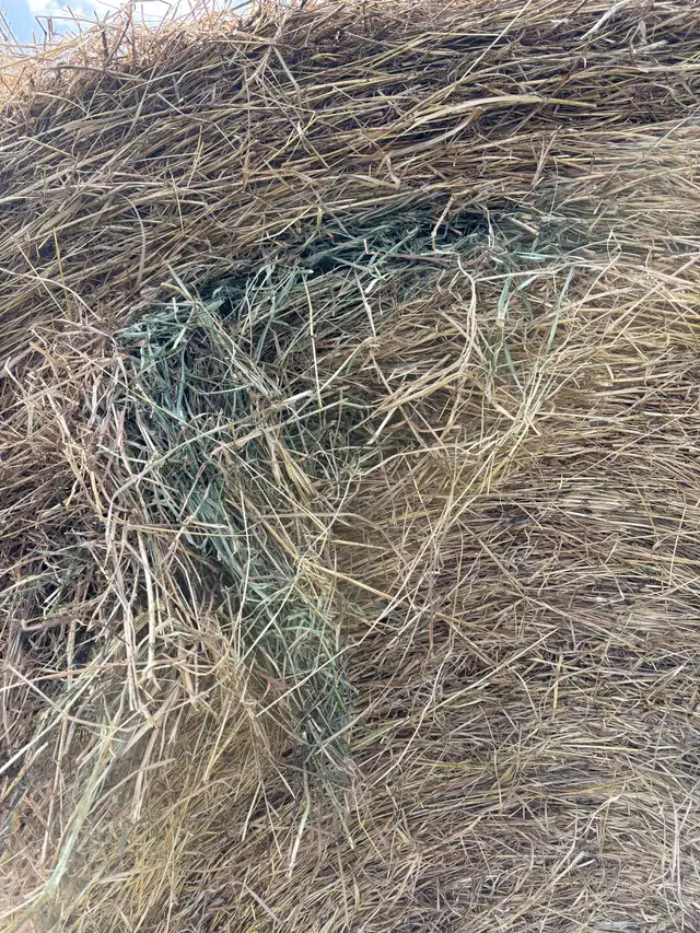 2026 alfalfa grass mix hay