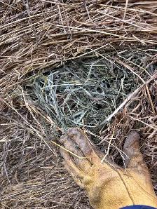 2026 alfalfa grass mix hay - Photo 2