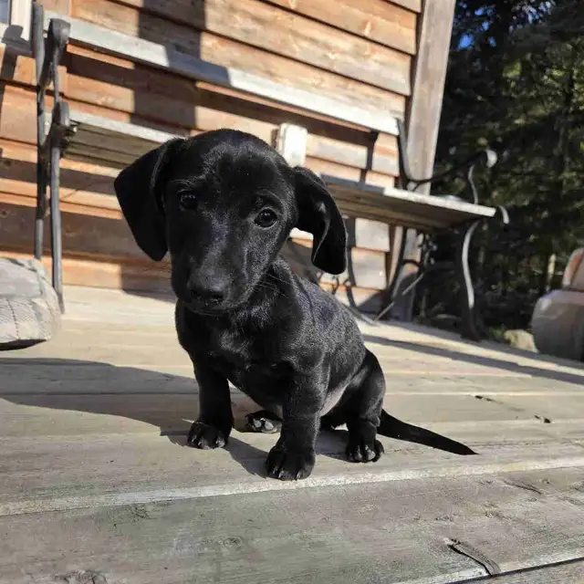 Dachshund/ Jack Russell Female