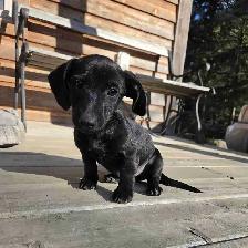 Dachshund/ Jack Russell Female
